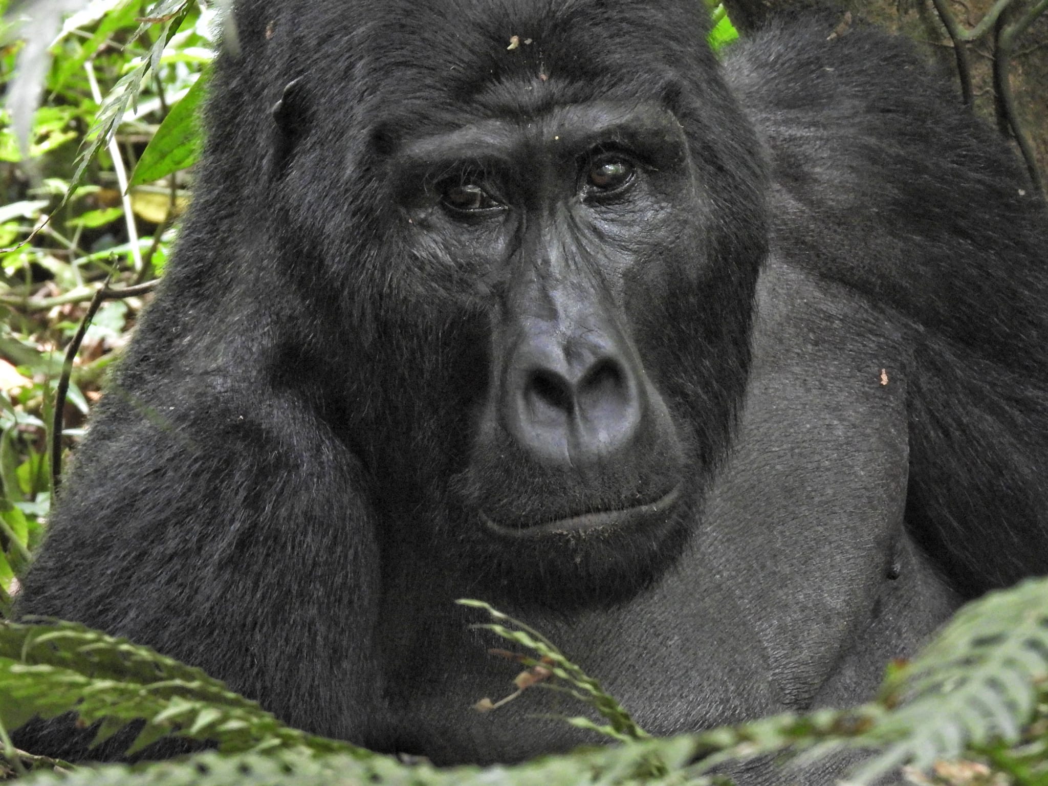 background image for - Gorilla Trekking