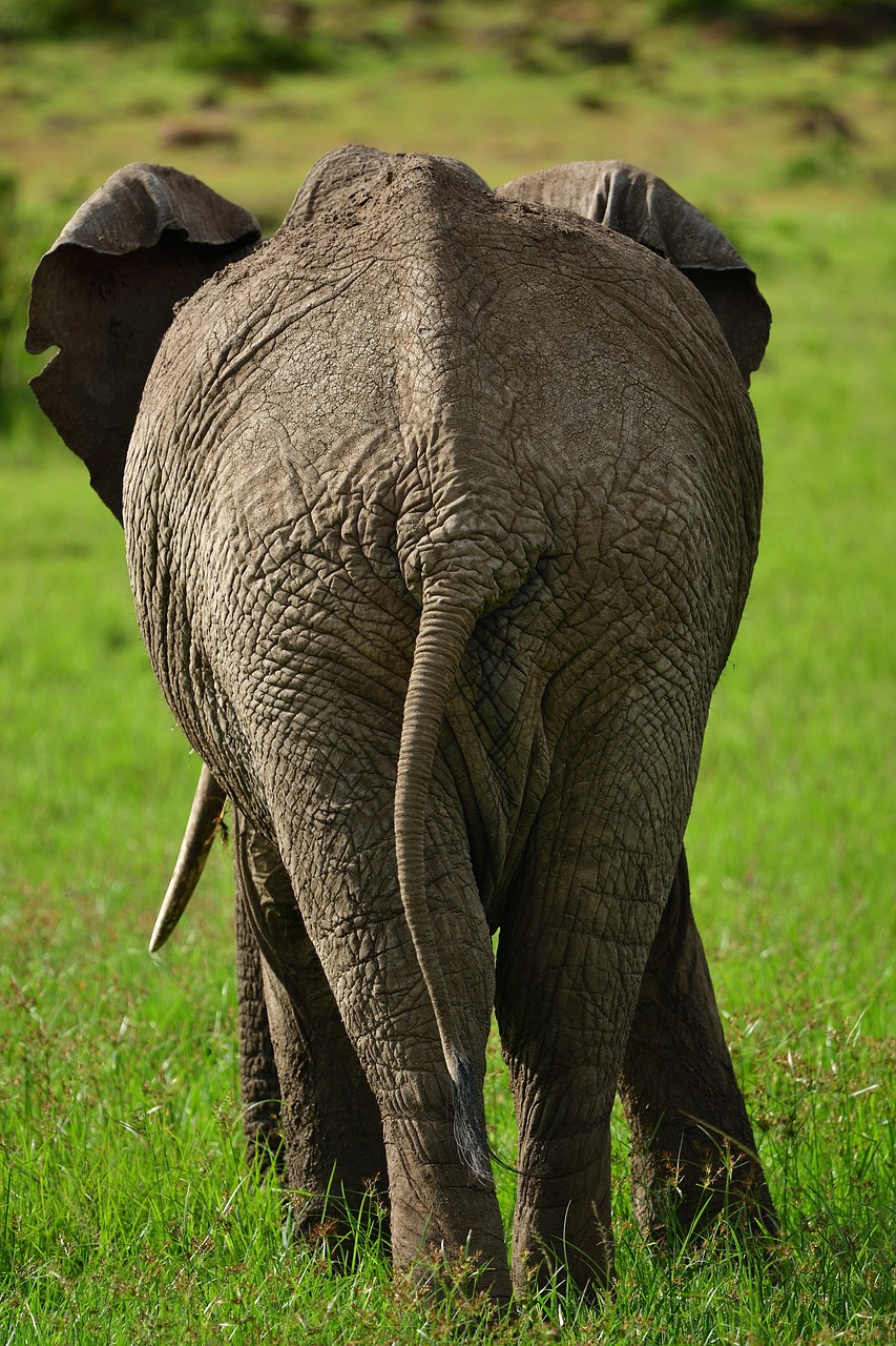 background image for - 2-Day Tanzania Safari To Mikumi Banda