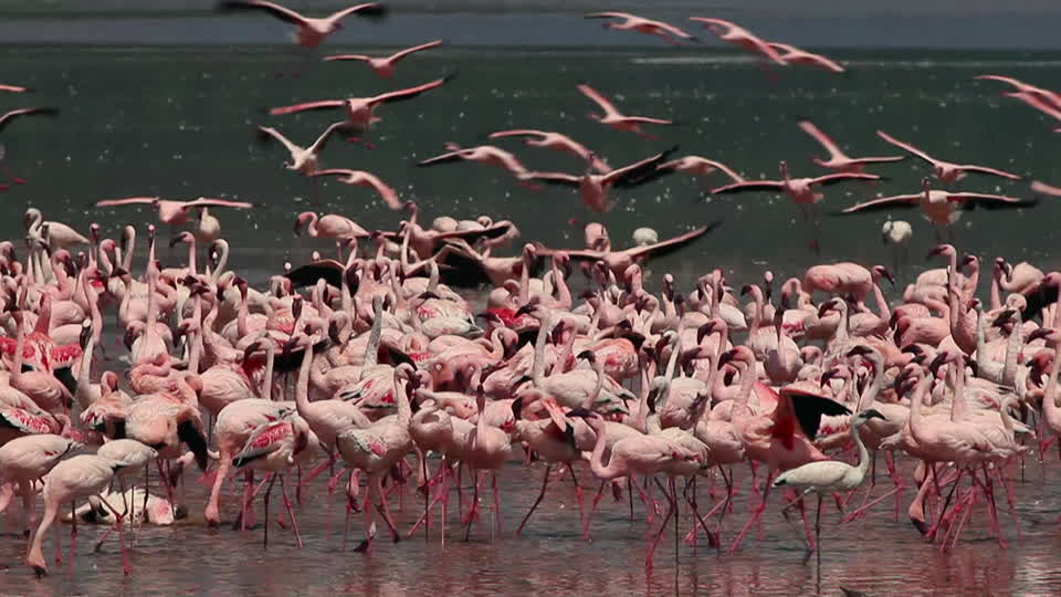 Image number 2 for Discover Kenya In 7 Days: Private Safari