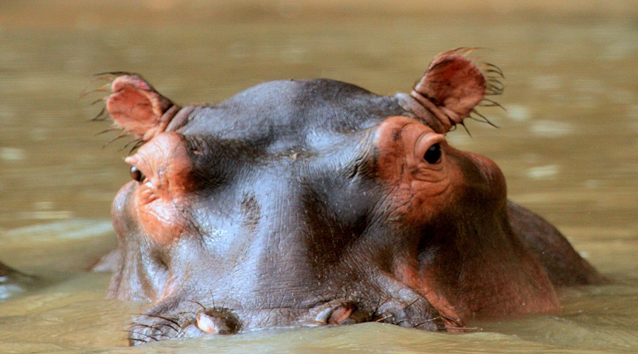 Image number 3 for Unforgettable Day Trip Tanzania Safari From Zanzibar To Mikumi 