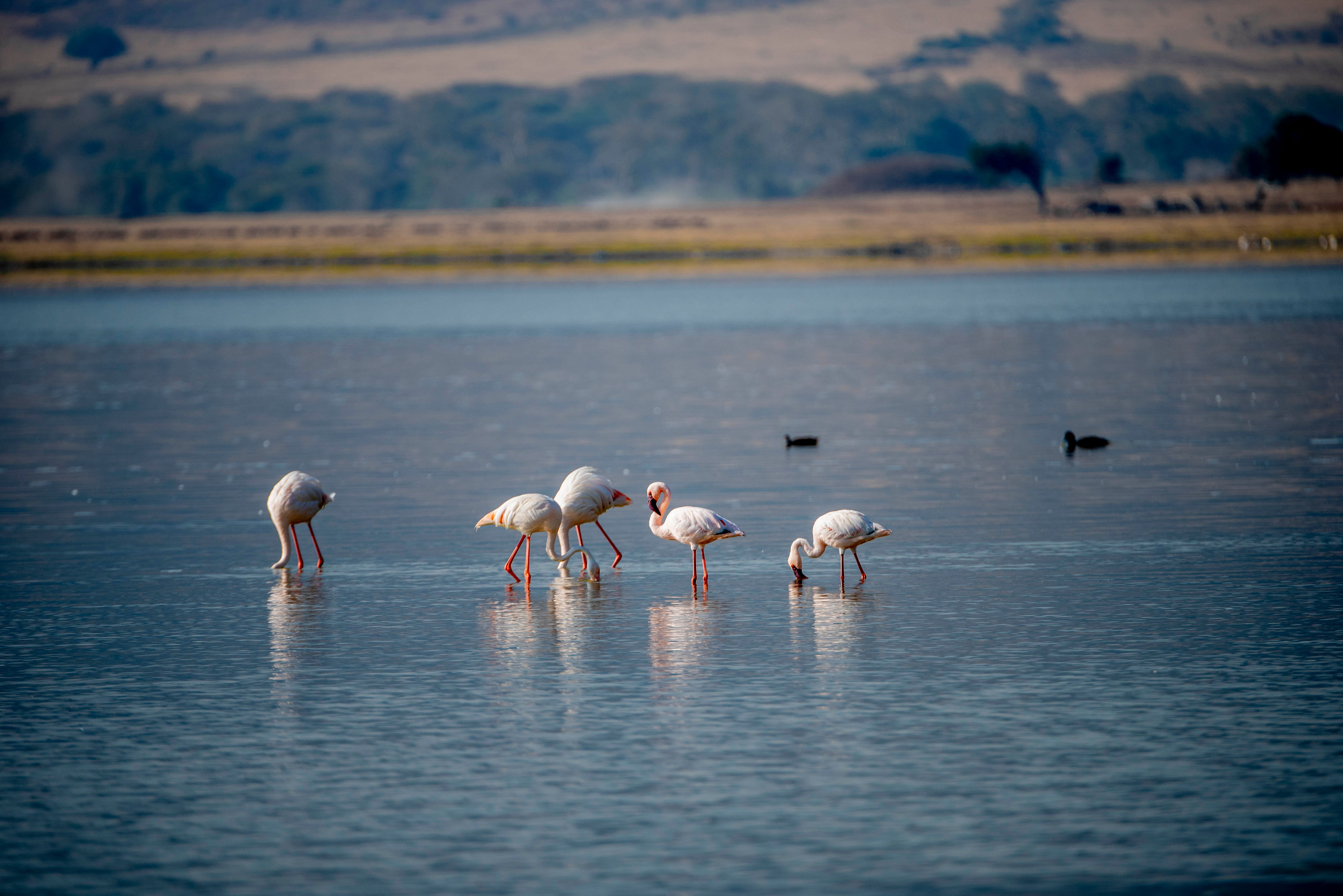 Image number 4 for Fly In Serengeti And Ngorongoro Camping Safari