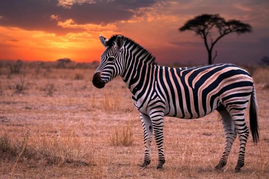 Image number 3 for 3-Days Luxury Tanzania Safari