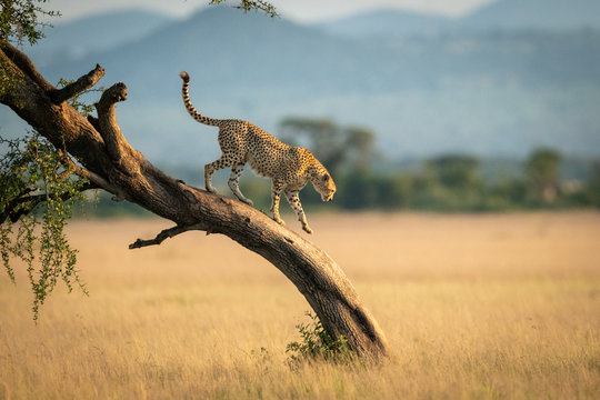 Image number 4 for 6-Day Tanzania Safari