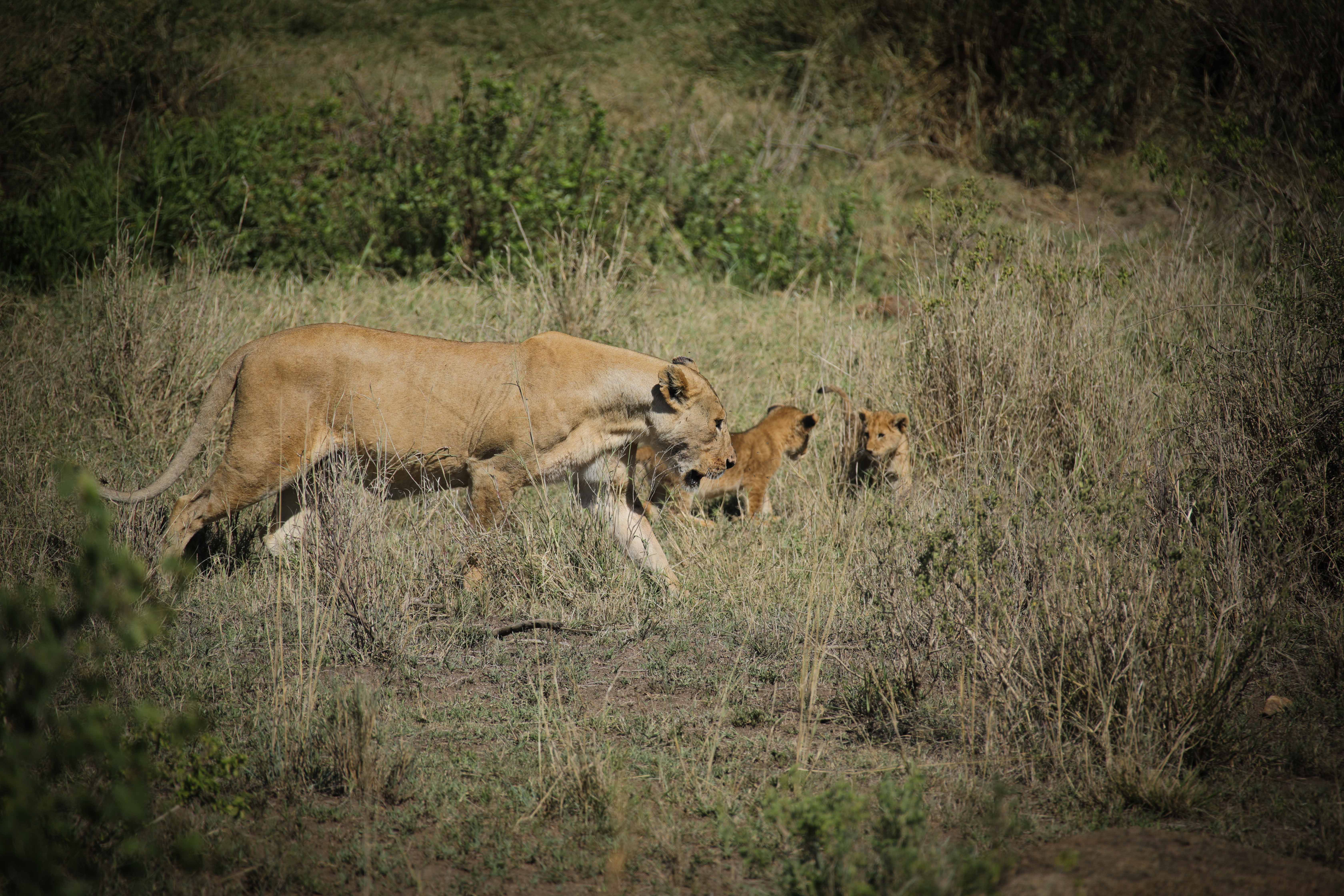 Image number 2 for 6-Day Tanzania Safari