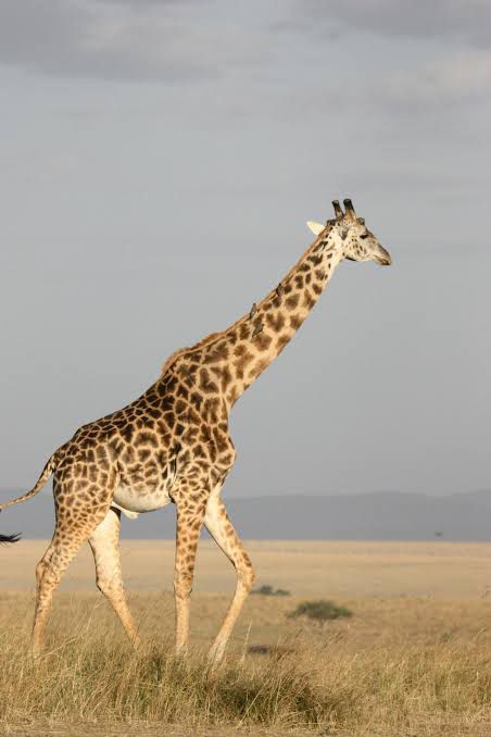 Image number 1 for Guided Group To Tarangire, Ngorongoro & Manyara