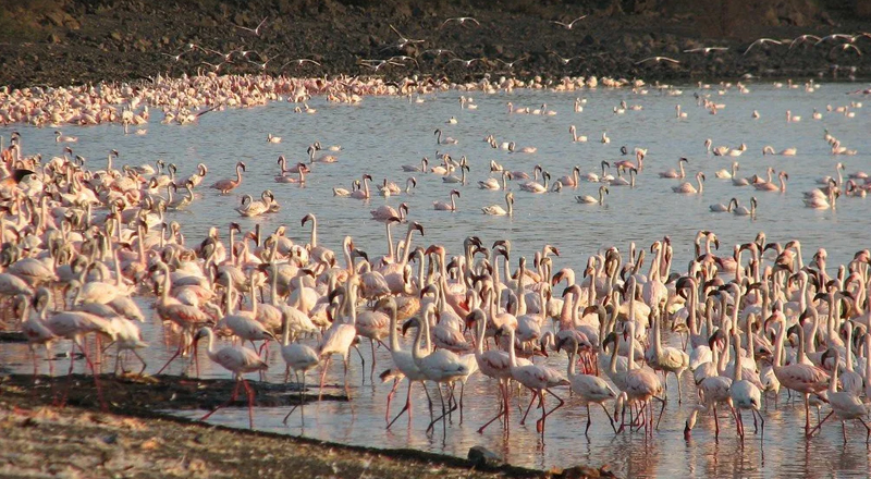 background image for - 1 Day  Safari To Lake  Manyara