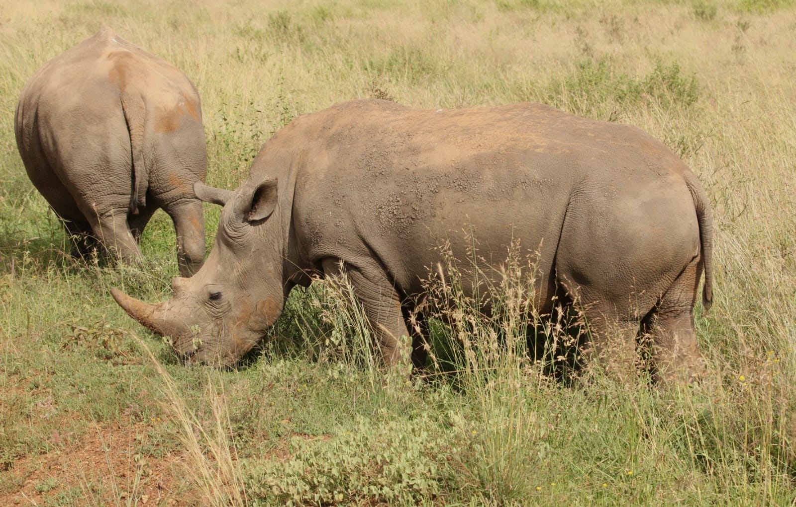 background image for - 5 Days Maasai Mara Amazing Experience