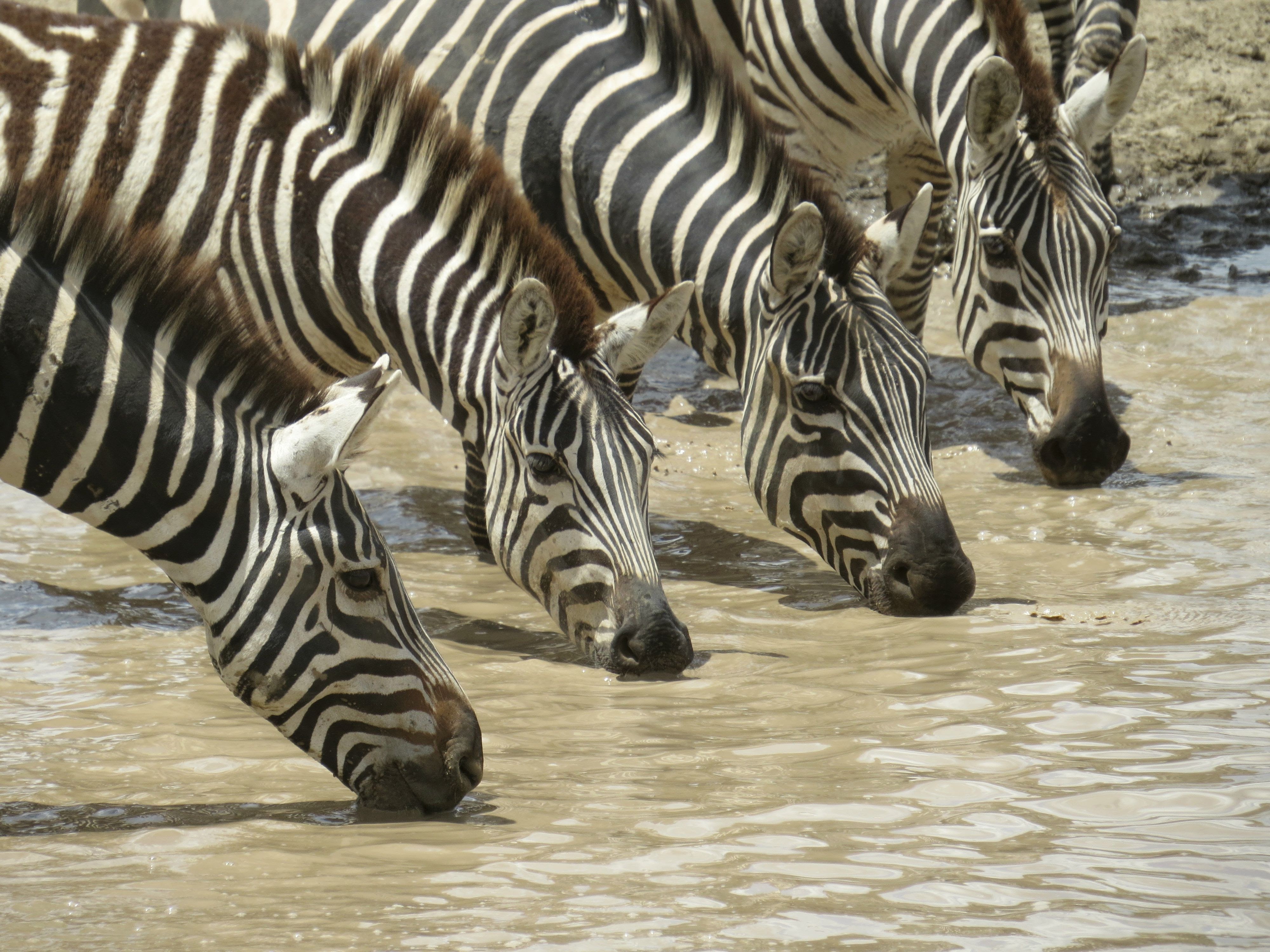 background image for - Private Safari Budget Camping