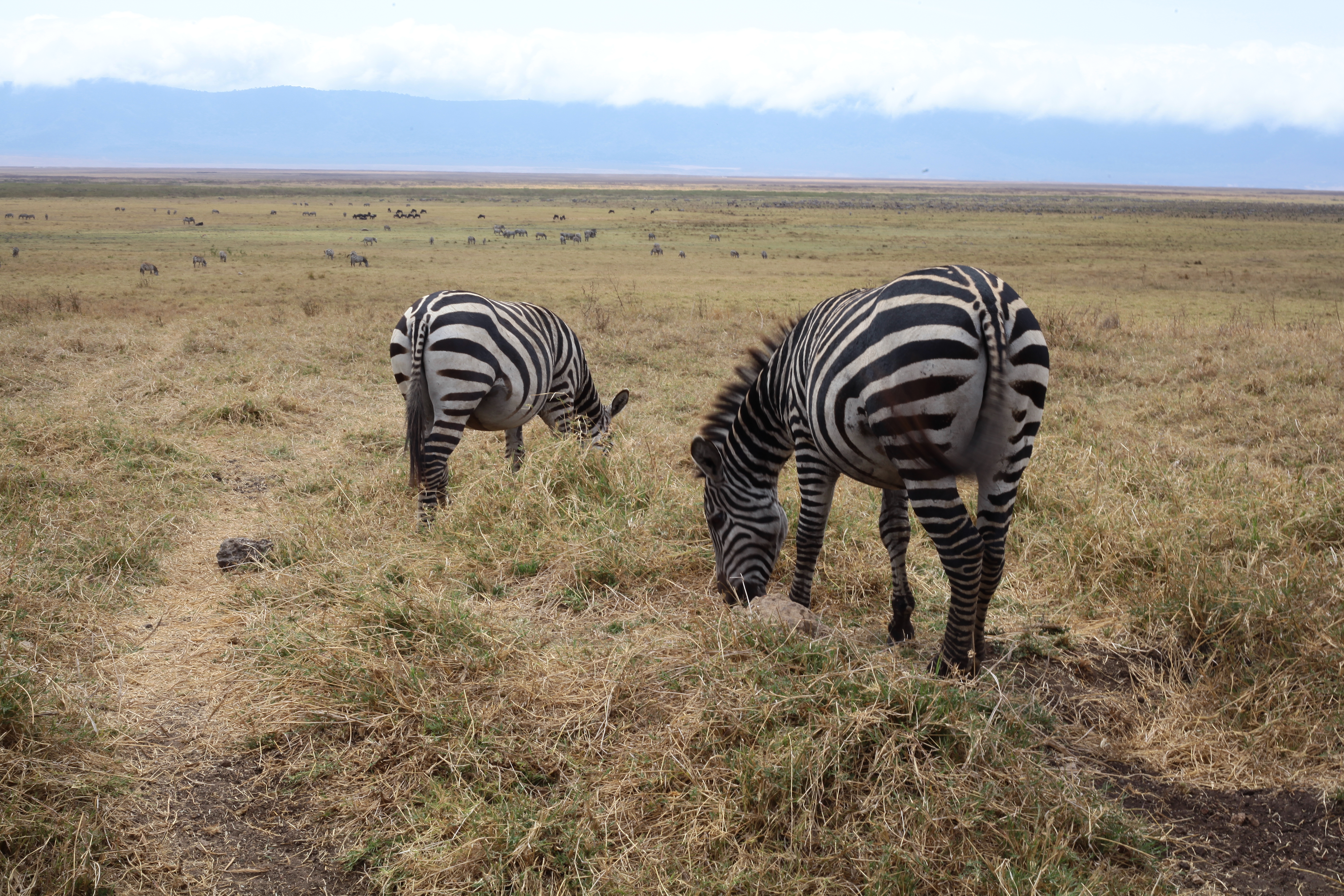 background image for - 5 Days Tanzania Camping Safari 