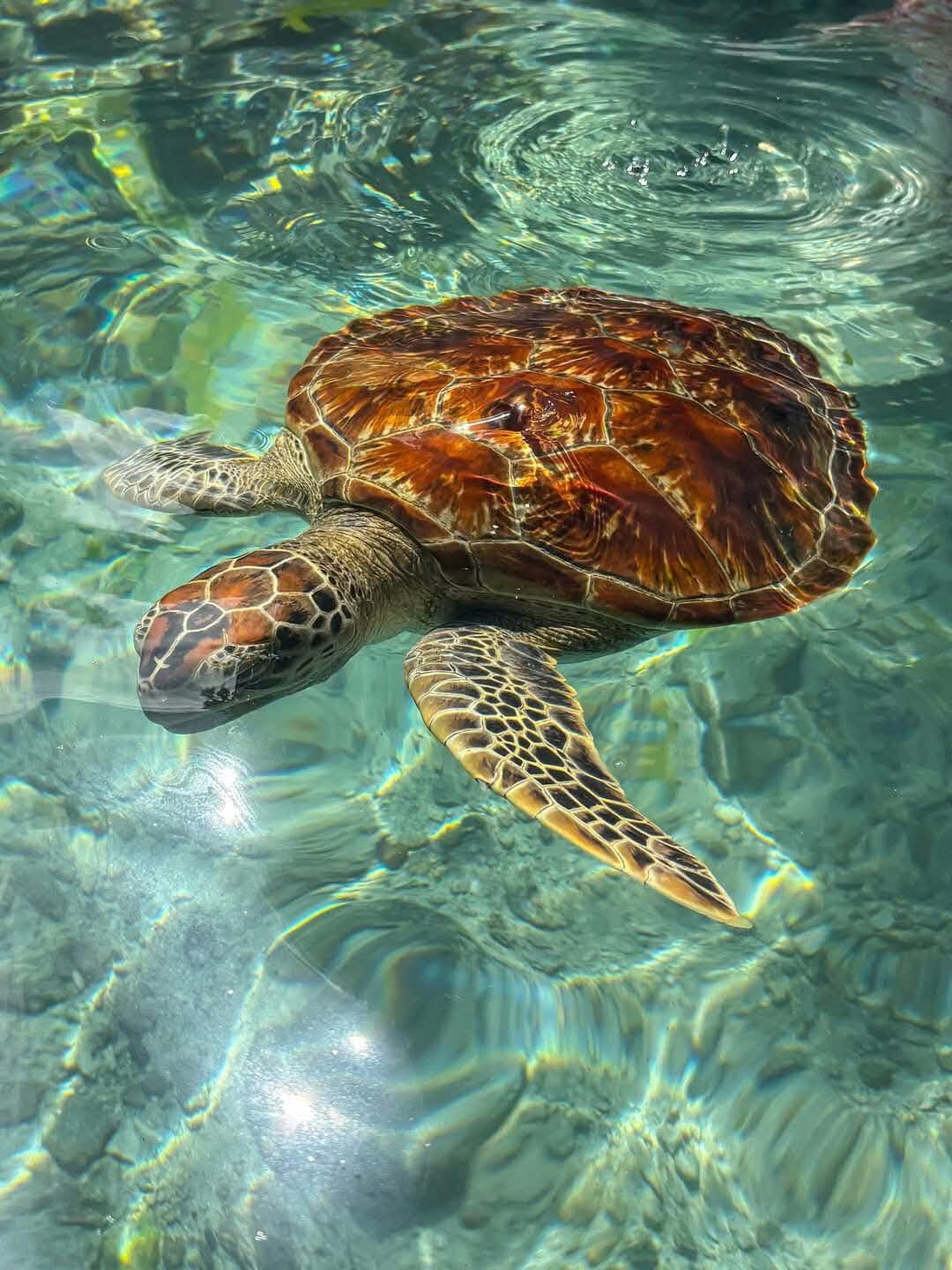 Image number 7 for Luxury Zanzibar Escape