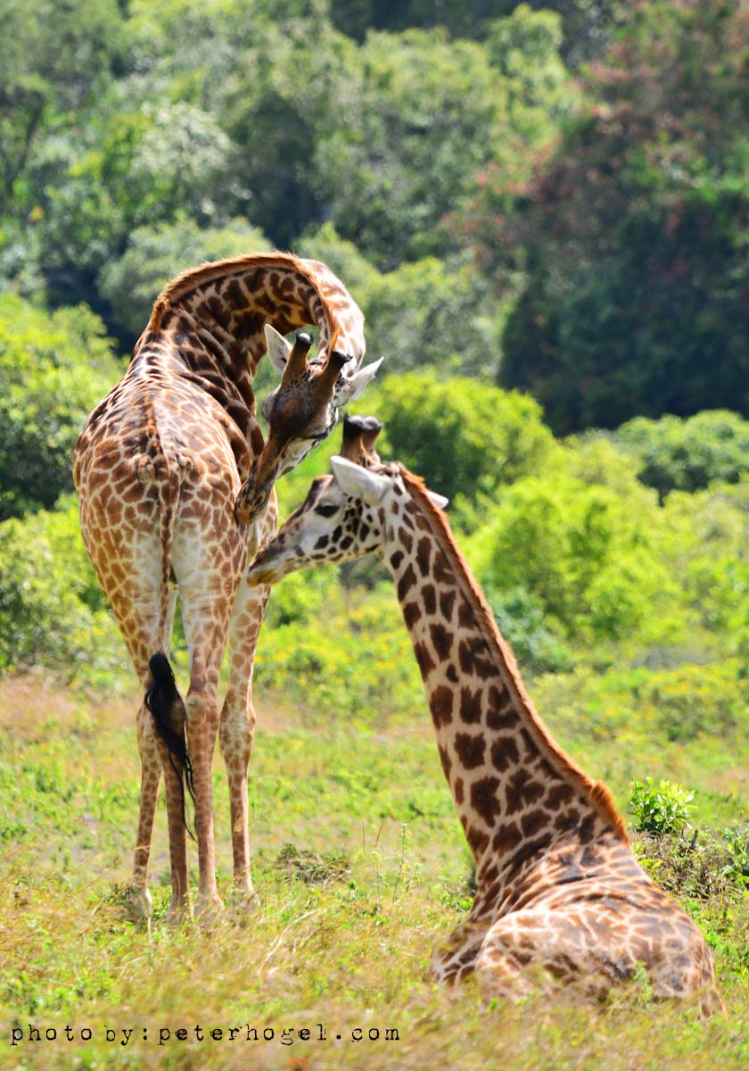 background image for - 5 Day : Nyerere, Mikumi And Udzungwa Mountains National Park