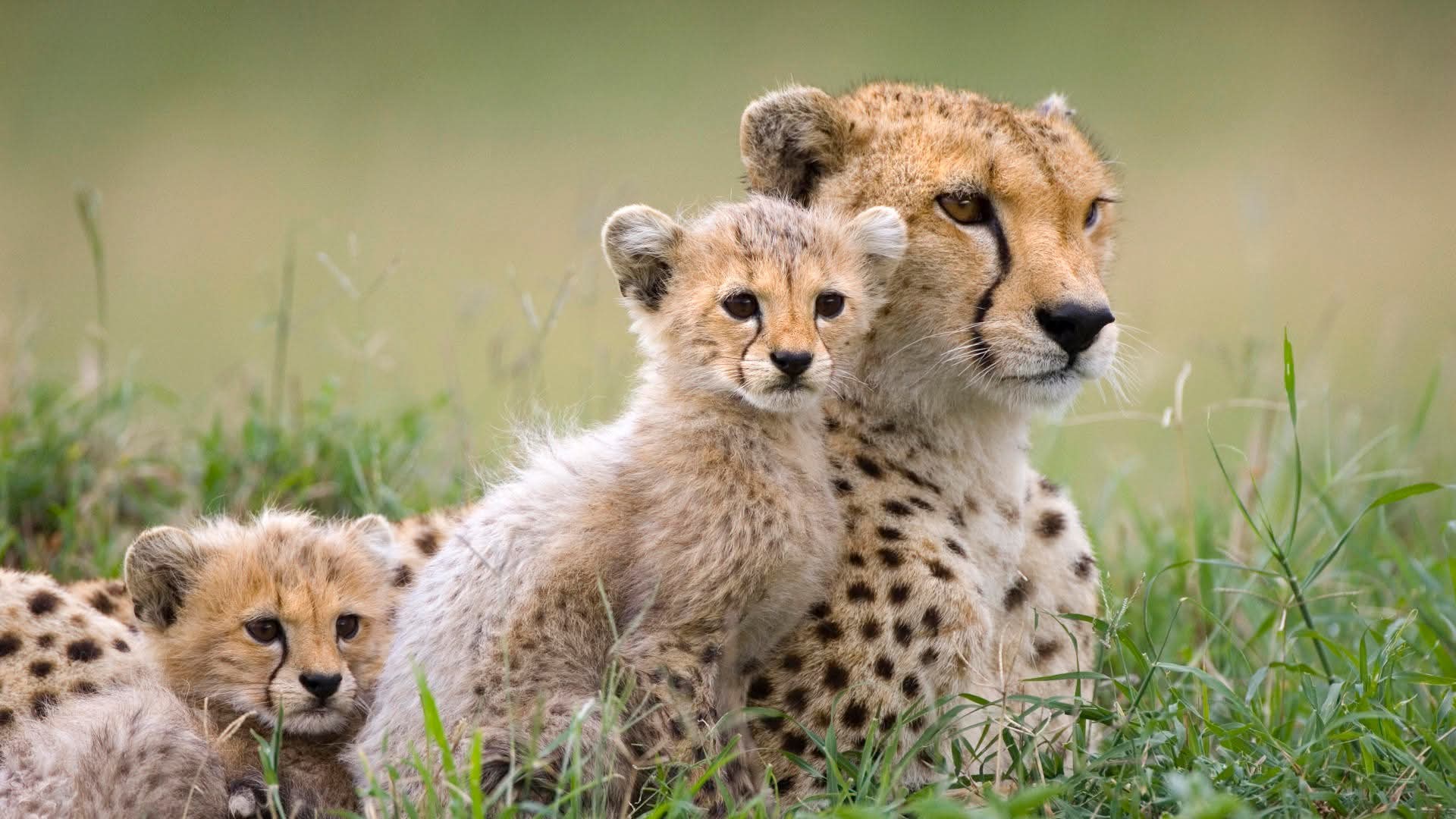 Image number 3 for Great Migration Luxury Safari In Tanzania