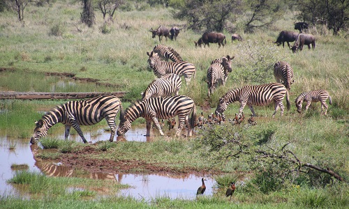 background image for - Best 8 Days Tanzania Safari