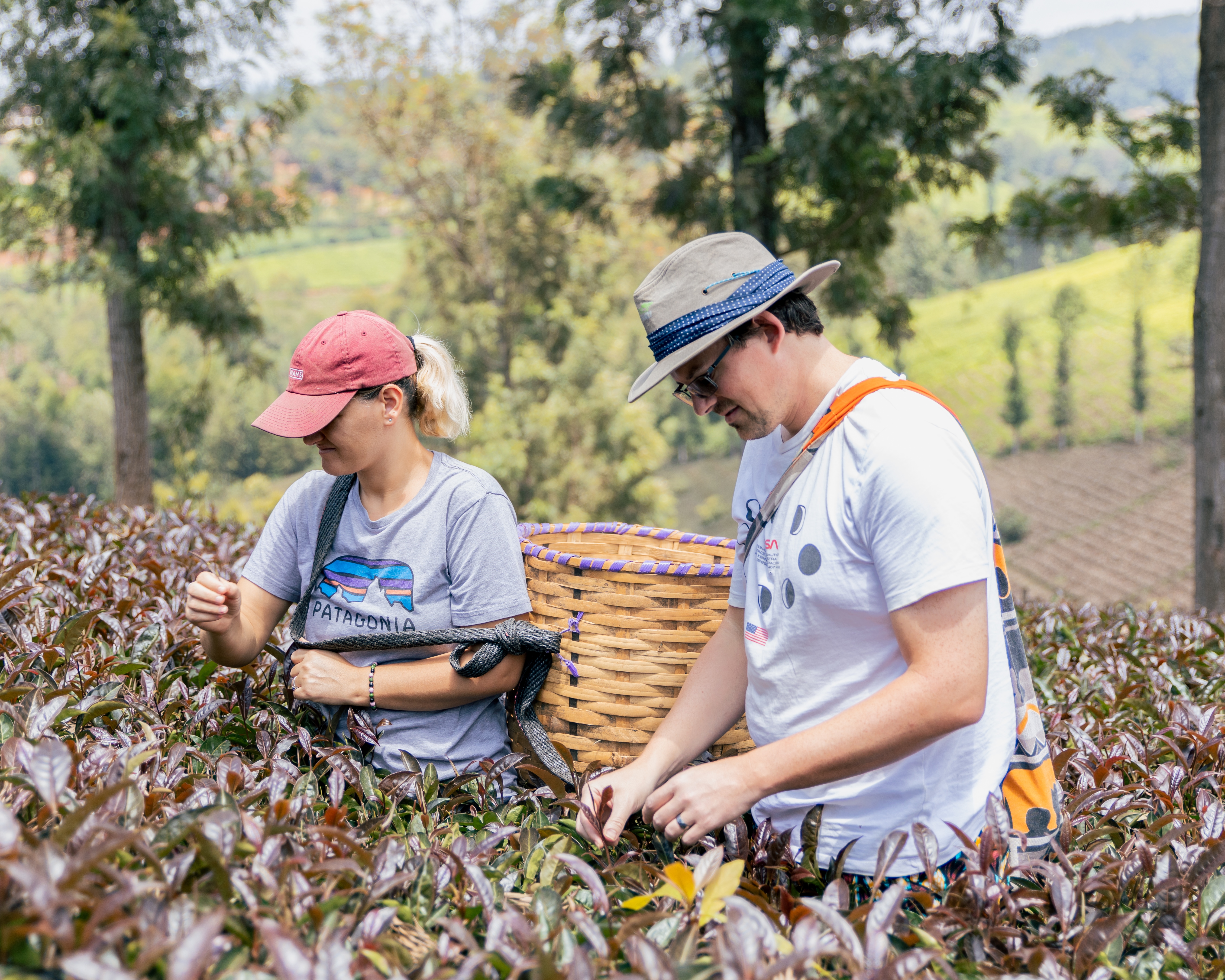 background image for - Kenya's Premier Purple Tea Farm Tour