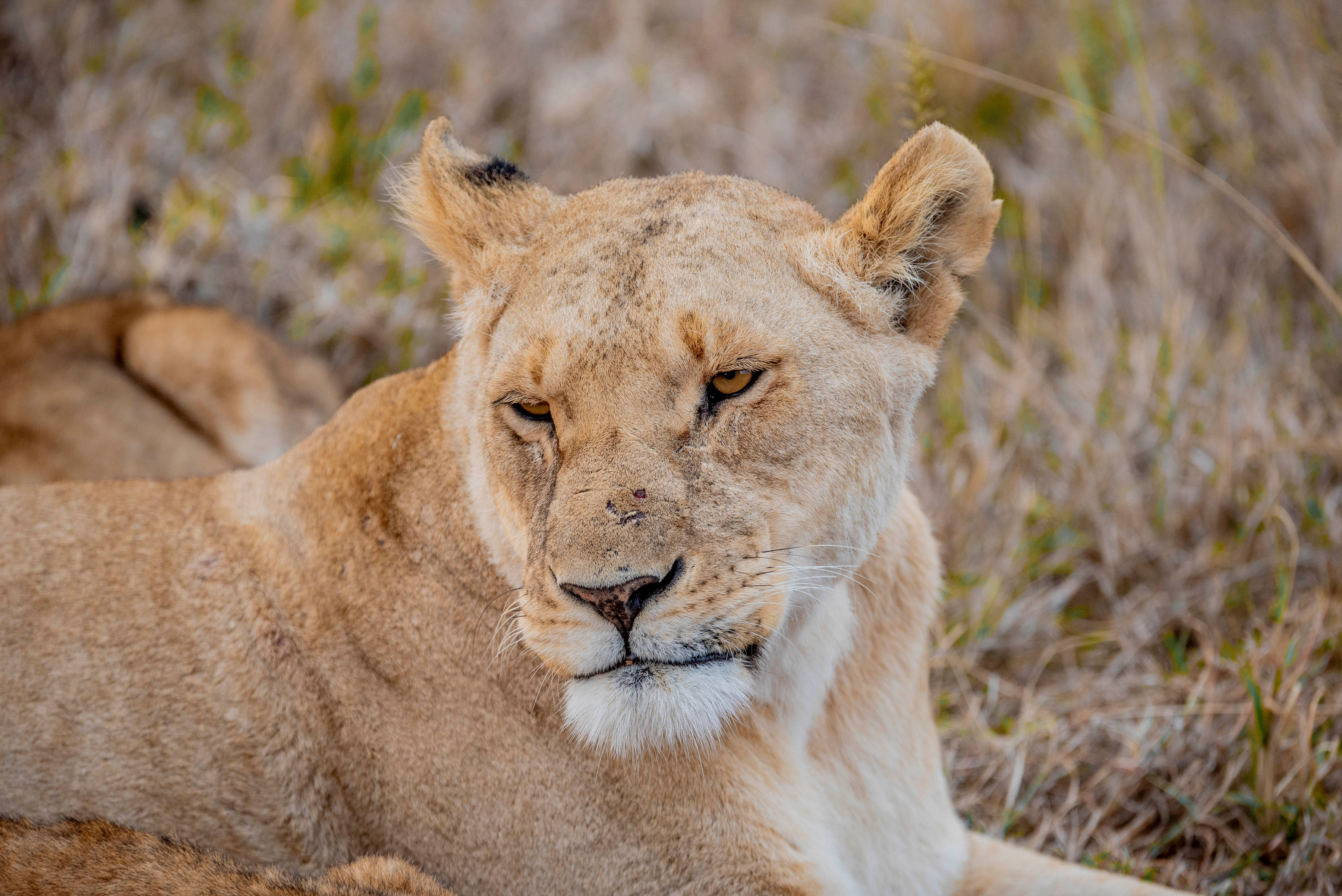 Image number 8 for Leopard Tanzania Luxury Safari