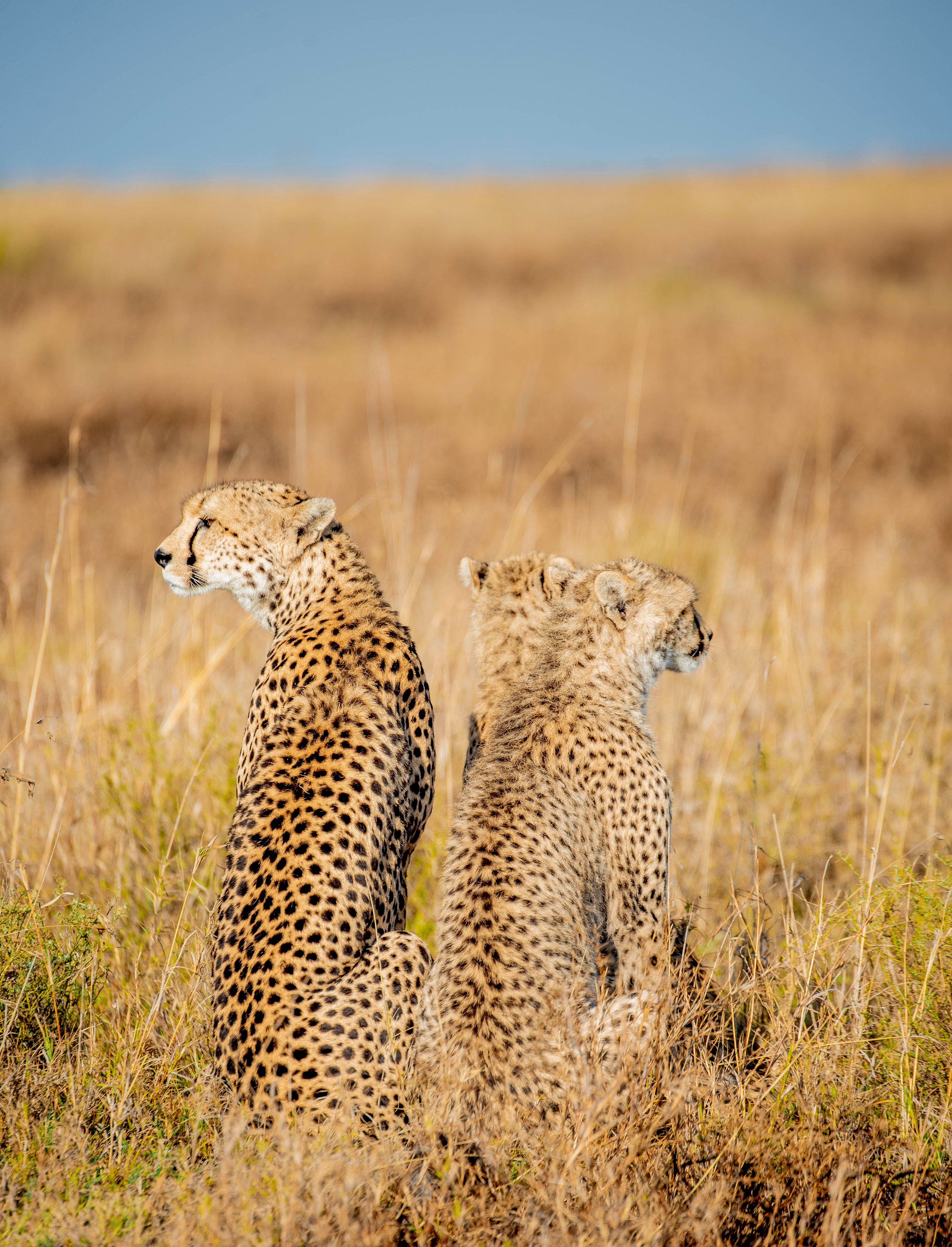 Image number 5 for Memorable Safari In Tanzania