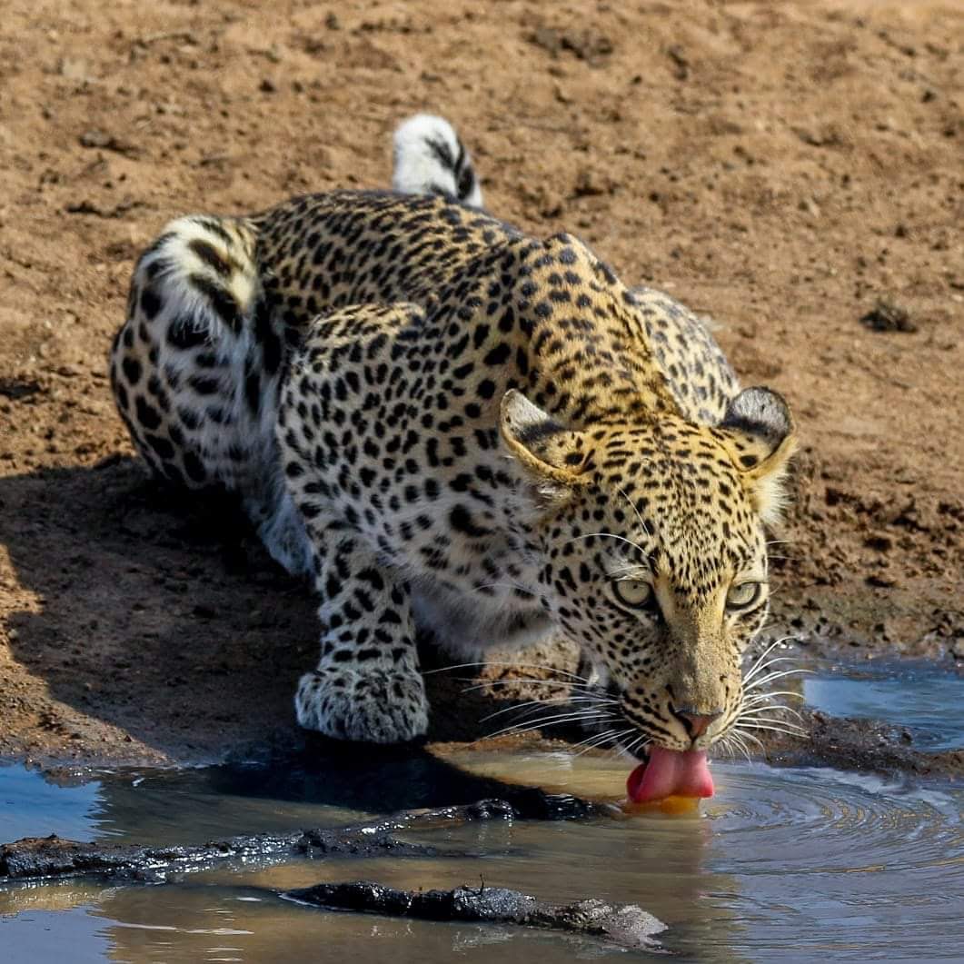 Image number 5 for Half Day Tour : Mikumi National Park From Dar-es-salaam By Sgr