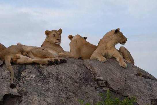 background image for - The Best Of Camping Joining Safari