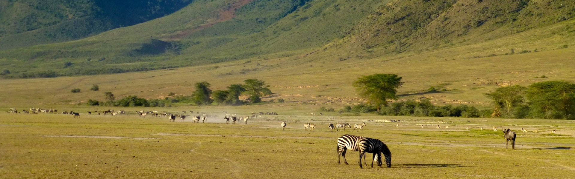 background image for - 2 Days Trip  Safaris In Tanzania 
