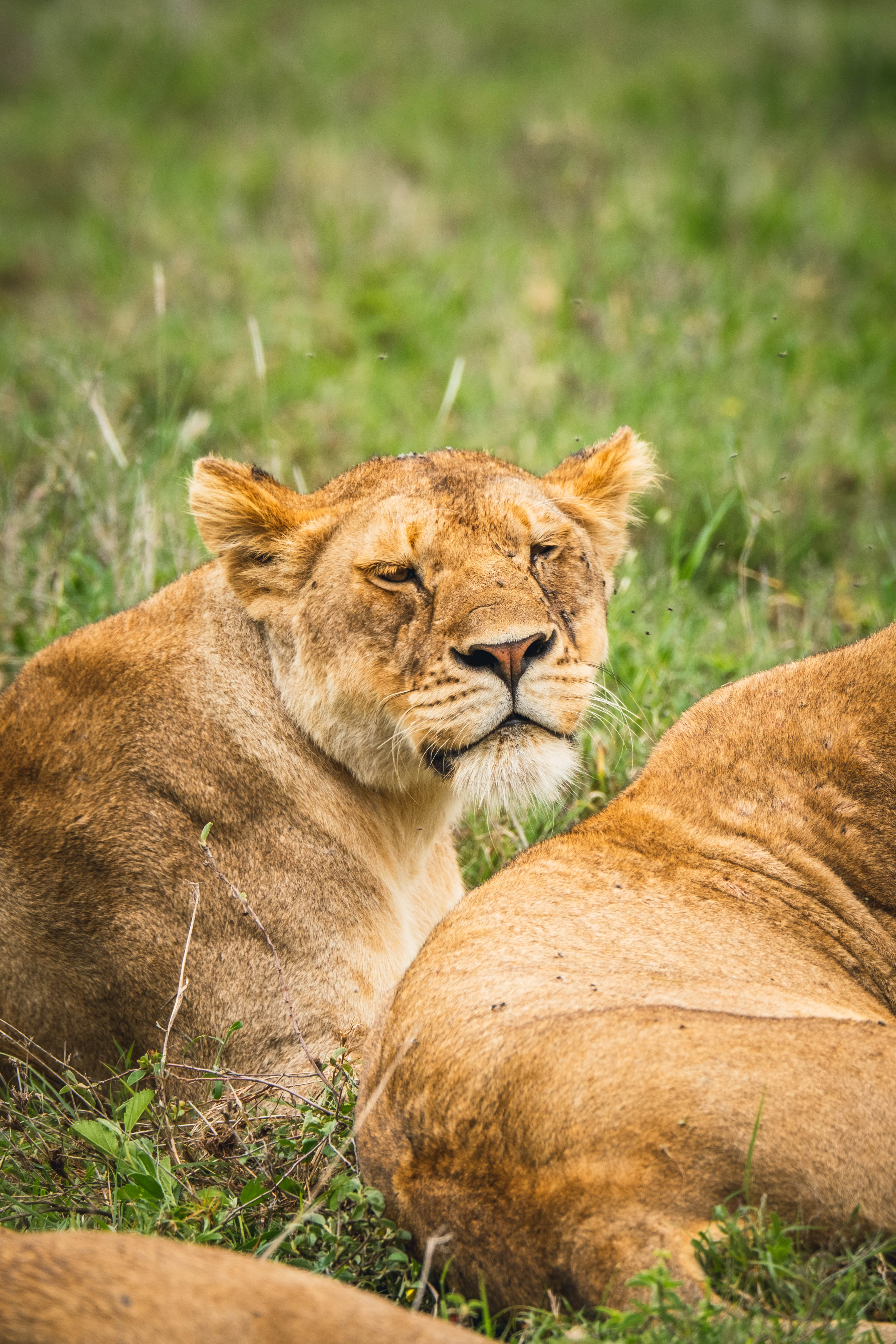 background image for - 4 Days Tanzania Sharing Safari