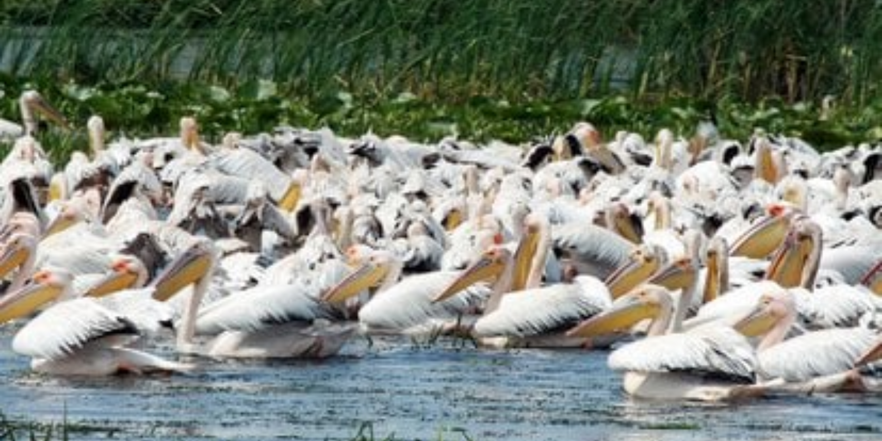 Image number 5 for 11-Day Ethiopia Birdwatching Adventure & Photograph Tour