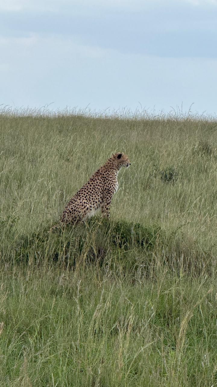 Image number 2 for 3 Days Masai Mara Adventure