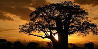 background image for - Tarangire N.p & Lake Manyara Safari