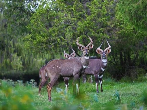 Image number 7 for 13 Days Ethiopia Birdwatching Photographer Safari 