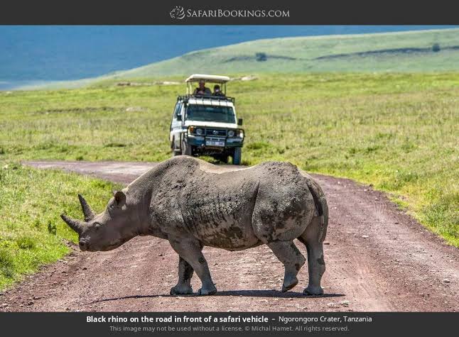 Image number 3 for Affordable Serengeti & Ngorongoro Safari
