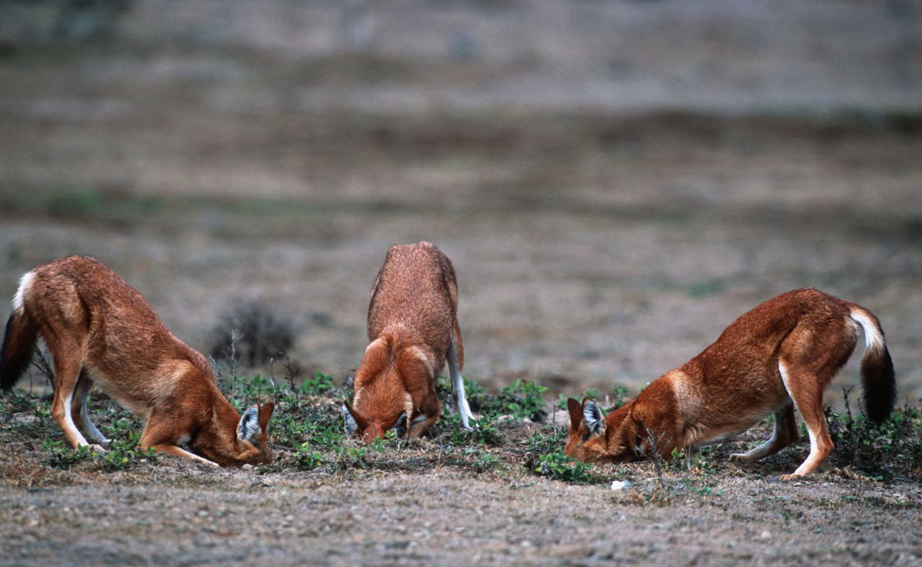 Image number 5 for Day Bale Mountains Adventure: Trekking & Wildlife