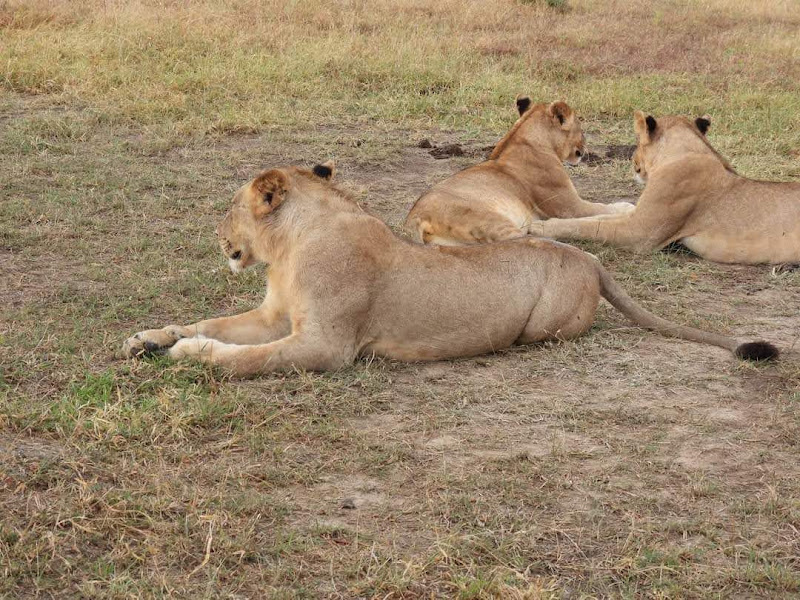 Image number 3 for Tsavo National Park Adventure