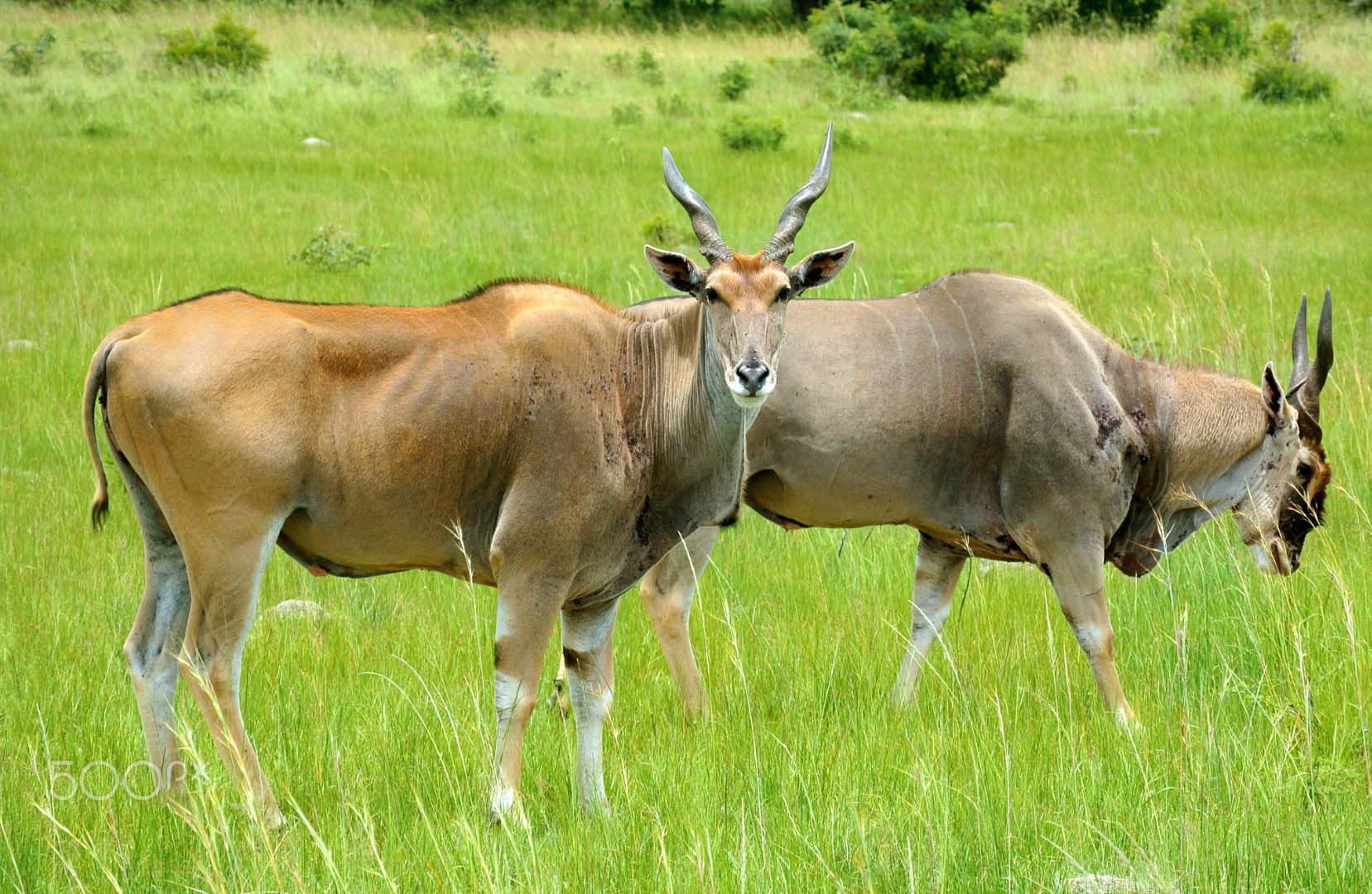 Image number 7 for 7 Days Camping Northern Zone Safari