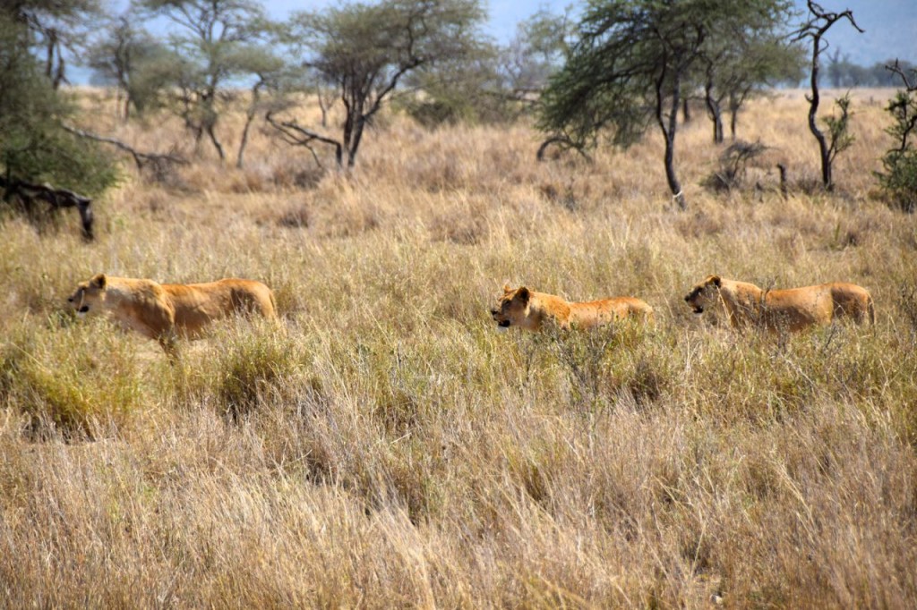 background image for - 4-Days Northern Tanzania Safari
