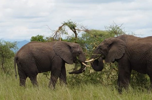 Image number 1 for Tanzania Safari