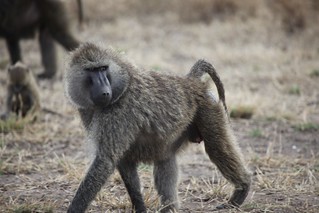Image number 1 for Lake Manyara, Ngorongoro, Serengeti And Tarangire