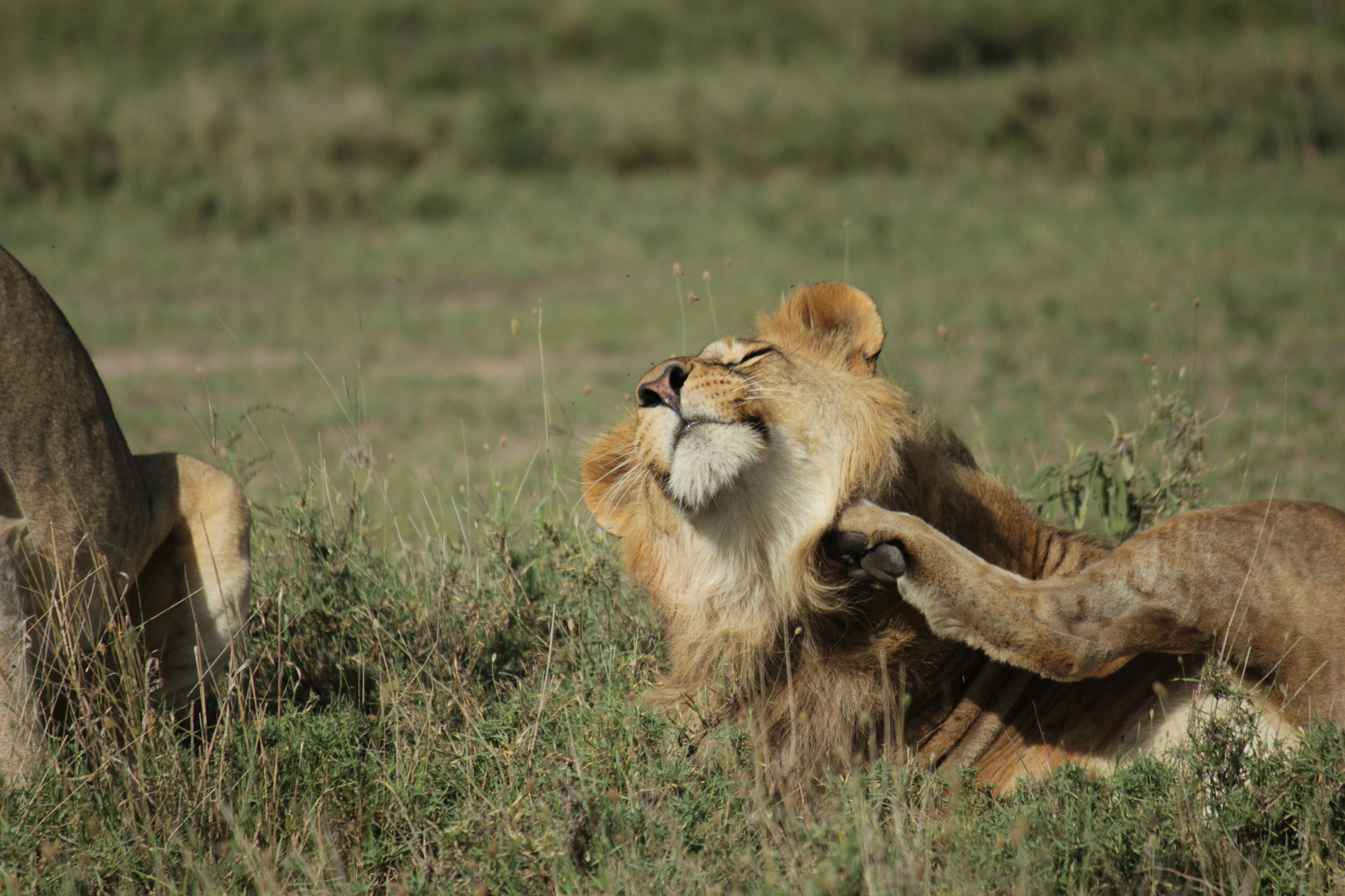 background image for - The Big 5 Encouter Safari