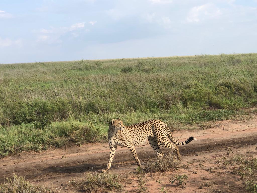 background image for - 5 Day Migration Safari July & October