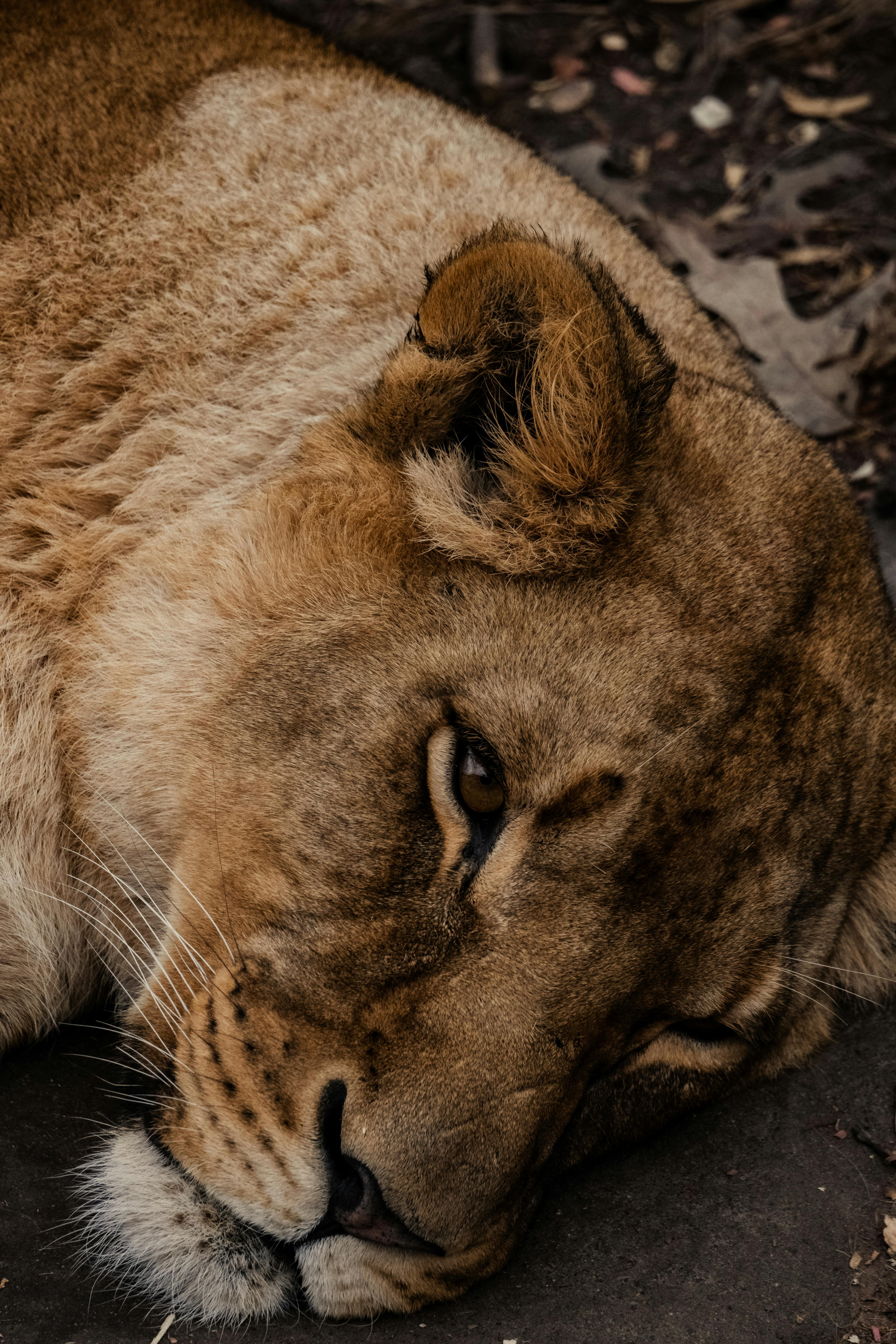 background image for - 2-Day  Mikumi Unforgettable Safari