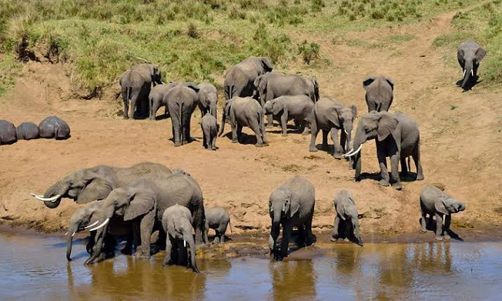 background image for - 2 Days Tanzania Safari