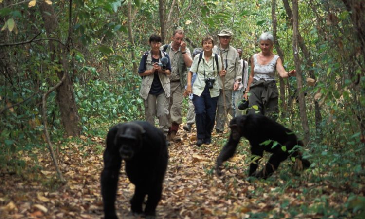 Image number 3 for 3- Day Kibale Chimpanzee Trekking Tour 