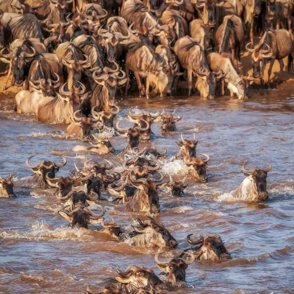 Image number 5 for  Tanzania Safari: Into The Heart Of Africa’s Wild Wonders