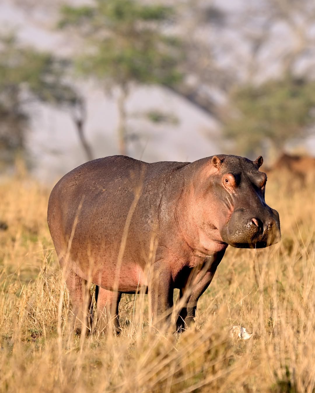 Image number 5 for Tanzania Safari & Balloon Experience