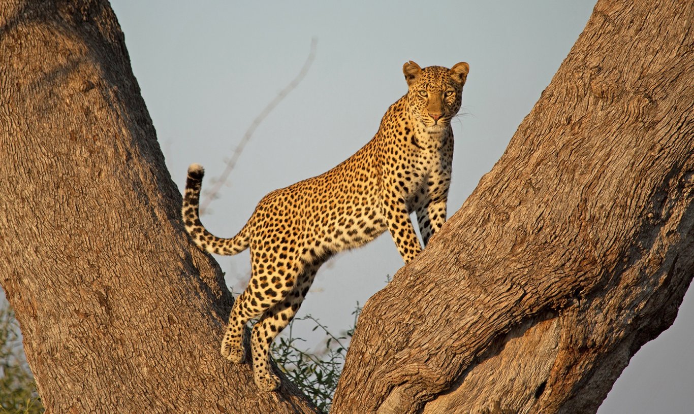 background image for - 12 Days Tanzania Luxury Big Cats Safari