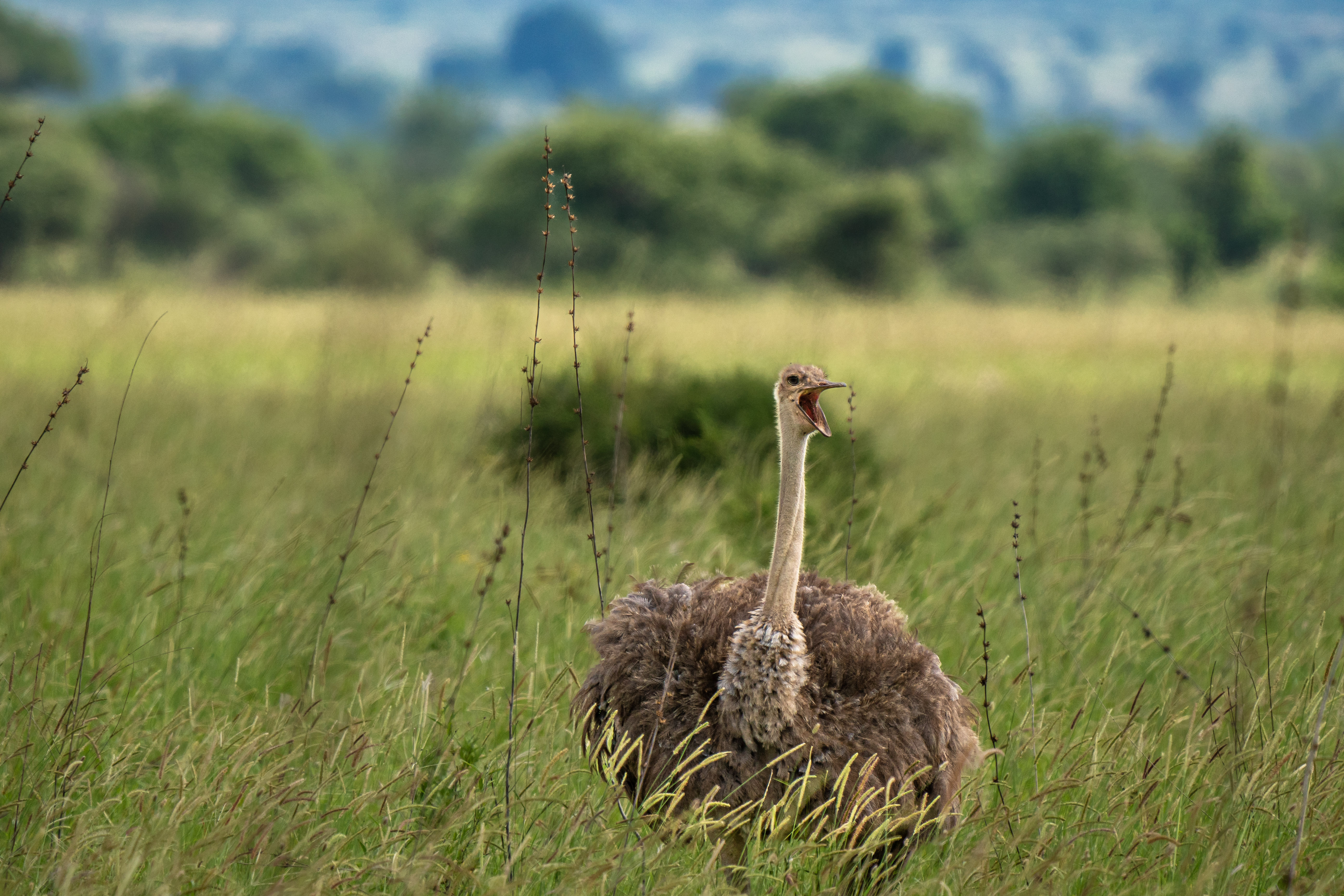 Image number 2 for Tarangire Safari - Elephants Paradise