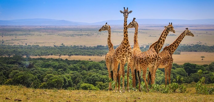 Image number 2 for Manyara, Ngorongoro Crater, Serengeti. 