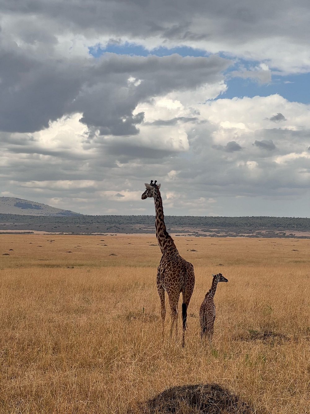 Image number 9 for  3 Days Masai Mara Big Five Safari