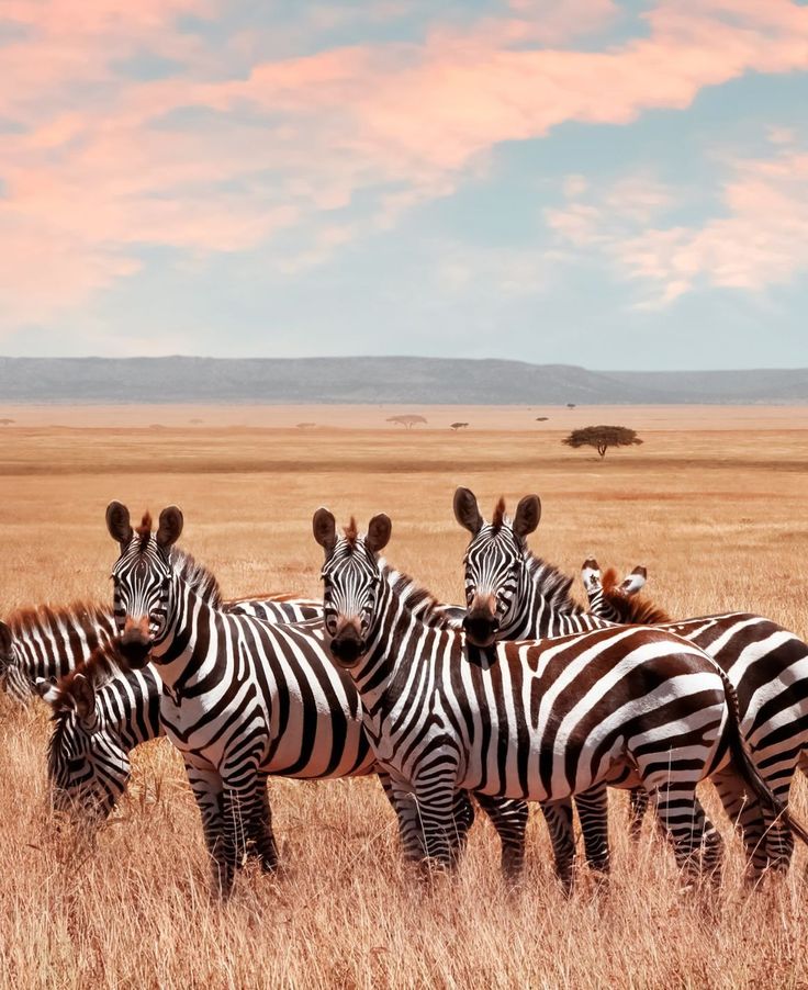 background image for - 5-Days Join-in Group Safari From Zanzibar.