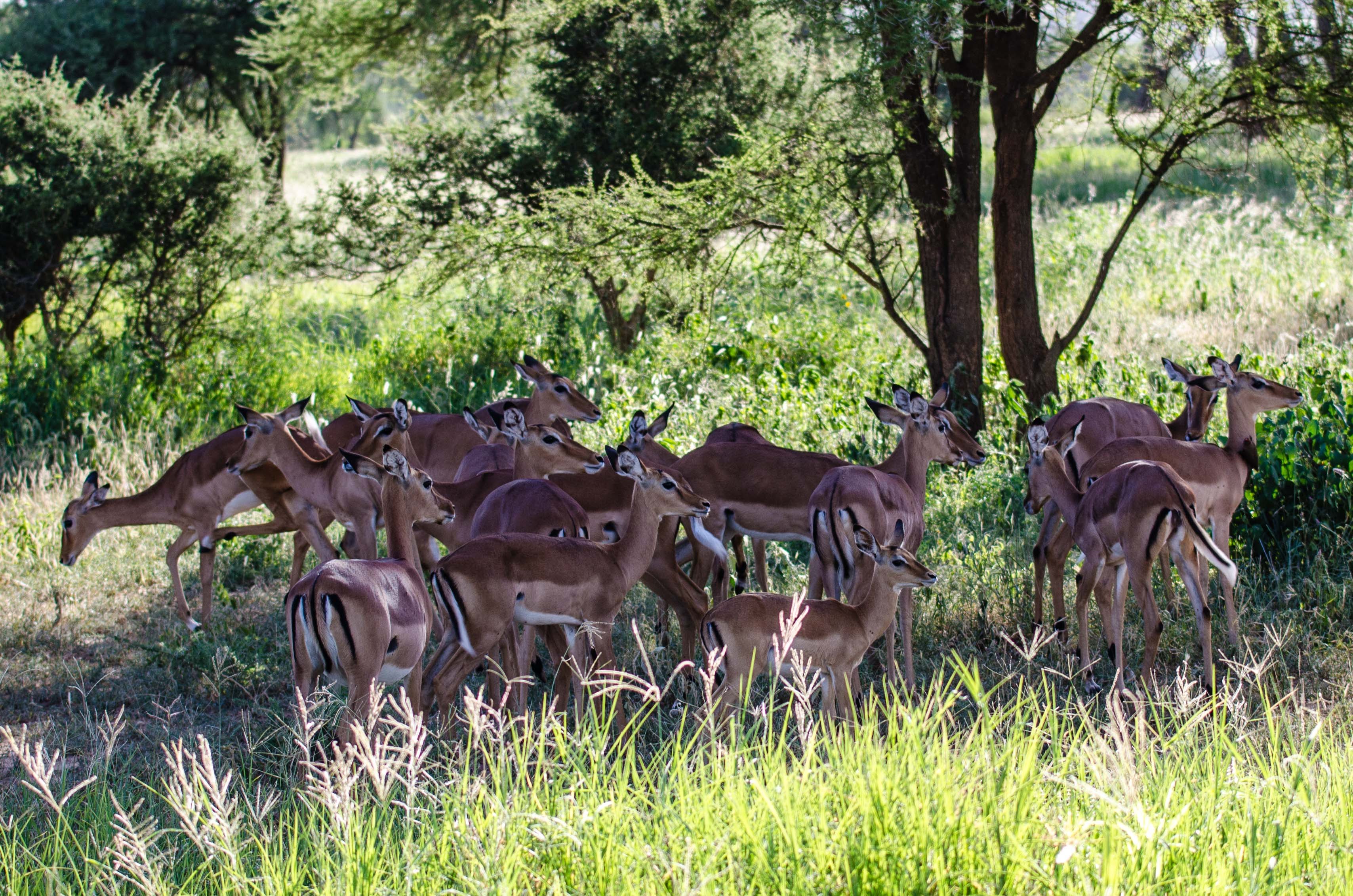 Image number 3 for Mikumi National Park Mid-range  By  Road 