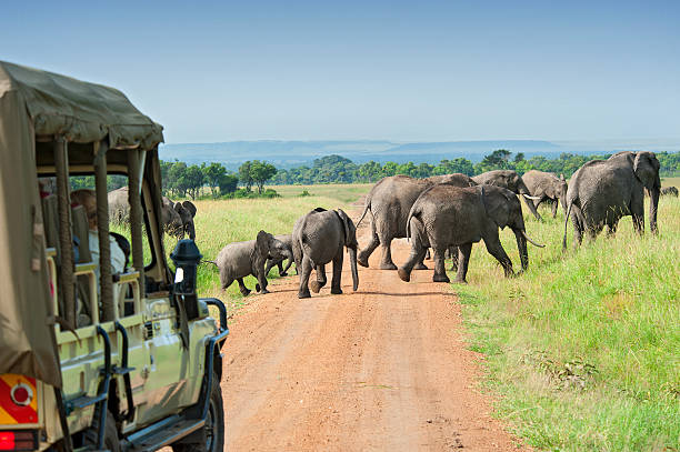 Image number 2 for The Great Migration Tour At Mara River Crossing_safari