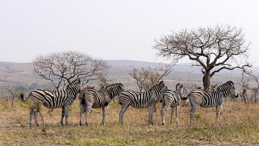 background image for - Tanzania Big 5 Budget Safari